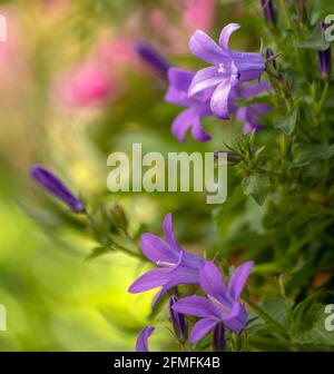 Arrière-plan du ressort. Fleur rose Banque D'Images