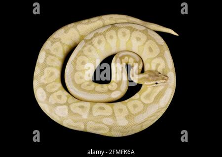 Le python de balle (Python regius) est l'une des espèces de serpents d'animaux de compagnie les plus populaires au monde. Ils sont élevés dans une grande variété de couleurs. Banque D'Images