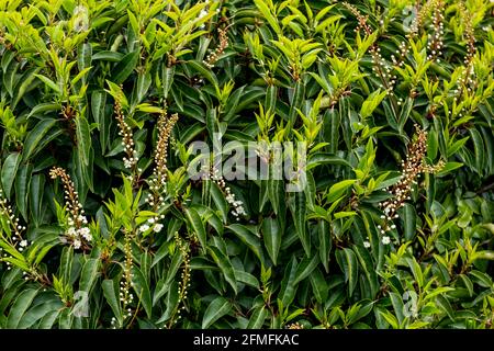 Arrière-plan du ressort. Fleur rose Banque D'Images