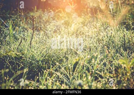 Magnifique bokeh nature résumé arrière-plan. Printemps frais avec des gouttes de rosée sur l'herbe vive le matin, arrière-plan flou. Extérieur avec lumière du soleil Banque D'Images