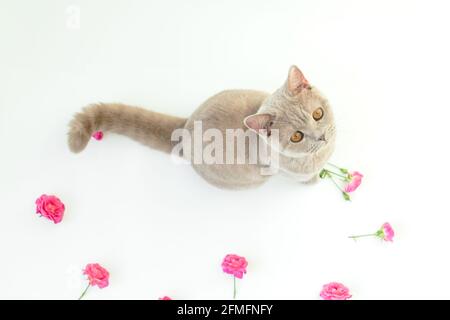 Roses avec chat écossais mignon sur fond blanc. Chat écossais et fleurs Banque D'Images