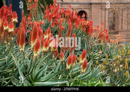 Sydney, Australie, d'Afrique red hot poker plante avec des fleurs jaune et orange Banque D'Images