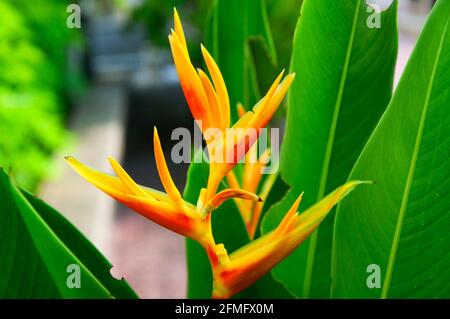 Une fleur de perroquet à fleurs, Heliconia psittacorum, sur fond de feuilles vertes à Melaka en Malaisie. Banque D'Images