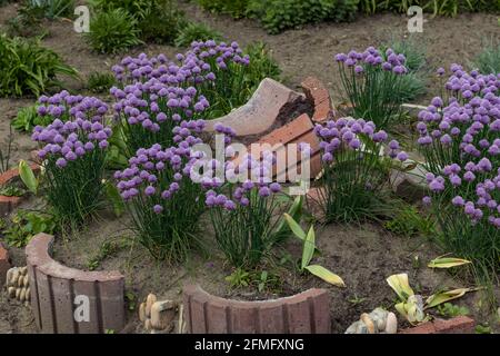 Parterre à fleurs avec bulbes violets d'oignon Allium à fleurs. Serendipity d'oignon ornemental Banque D'Images