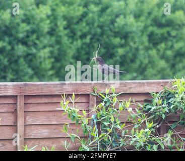 Camborne,Cornwall,UK,9 mai 2021,UNE femelle Blackbird est assise sur une clôture vérifiant que son sûr de le faire car elle recueille le matériel de nidification d'un jardin à Truro, Cornwall.Credit: Keith Larby/Alay Live News Banque D'Images