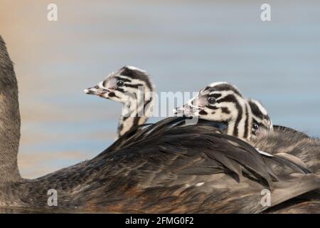 Un gros plan d'un grand grebe à crête (Podiceps cristatus) avec de jeunes grebes sur son dos. Photographié aux pays-Bas. Banque D'Images