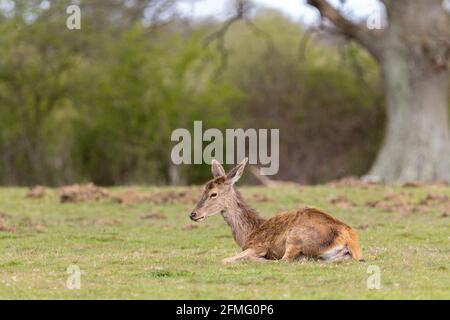 Fauve de cerfs rouges sur l'herbe de prairie ouverte non loin de la mère à proximité. Manteau brun rouge (pas de taches comme chez le nourrisson) long cou longues oreilles pointues queue courte Banque D'Images