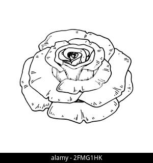 Fleur de rose dessinée à la main isolée sur blanc. Illustration vectorielle dans le style d'esquisse Illustration de Vecteur