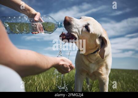 Eau potable pour chien provenant d'une bouteille en plastique. Le propriétaire de l'animal s'occupe de son labrador Retriever pendant une journée chaude et ensoleillée. Banque D'Images