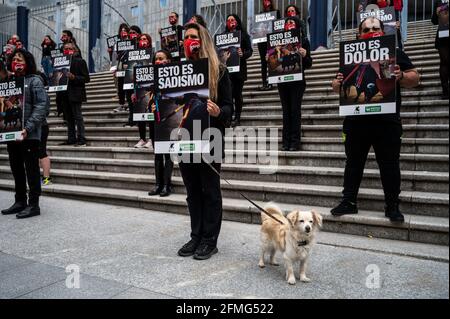 Des activistes des droits des animaux portant des pancartes avec des scènes de corrida lors d'une manifestation contre la corrida alors que la saison des corridas commence à Madrid la semaine prochaine pour la fête de San Isidro. Le groupe de défense des droits des animaux Anima Naturalis s'est réuni pour protester contre les arènes de Vista Alegre à Madrid en demandant l'abolition des combats de taureaux, en criant des slogans contre la cruauté envers les animaux et la torture contre les animaux. La saison des combats de taureaux débutera la semaine prochaine avec une capacité maximale de 40 % et un maximum de 6,000 spectateurs en raison des mesures de santé visant à stopper la propagation du coronavirus. Banque D'Images