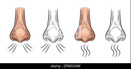 Inspire le nez. Icône odeur d'arôme. Respirez le nez. Organe de perception du parfum. Inhalation d'air, odeurs de sniff, allergie, anosmie comme symptôme du coronavirus. Vecteur Illustration de Vecteur