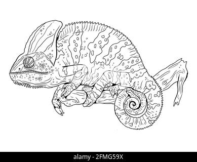 Illustration de caméléon dans la nature. Modèle de coloriage pour enfants. Banque D'Images