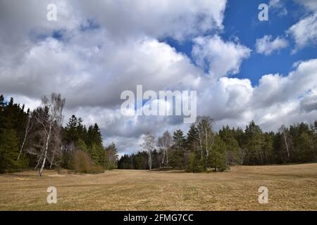 TIS Marshland, district de Louny, République tchèque. Banque D'Images