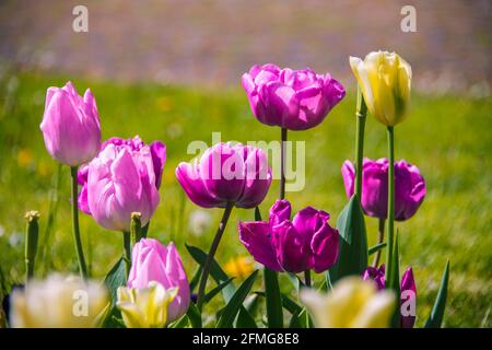 Tulipes aux couleurs inflorescentes sur le terrain au printemps jour Banque D'Images
