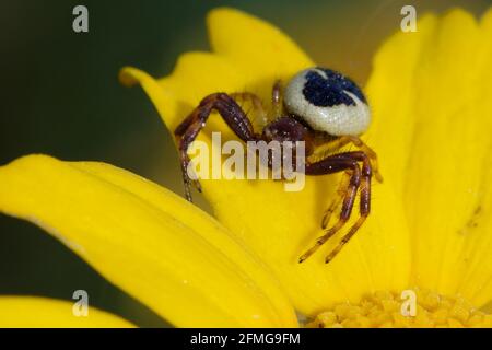 Araignée de crabe Napoléon femelle (Synema globosum) sur une fleur Banque D'Images