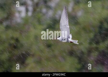 Sterne moustatée (Chlidonias hybrida) volant sous la pluie Banque D'Images