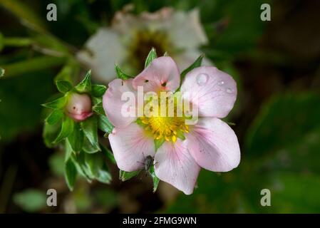 Gros plan de la fleur rose d'une fraise, quelques gouttes d'eau et un petit coléoptère sur un pétale Banque D'Images