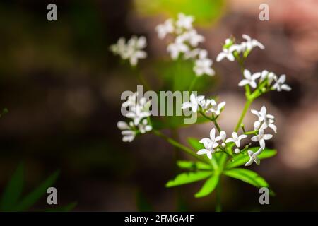 Galium odoratum forêt fleurs parfumées Banque D'Images