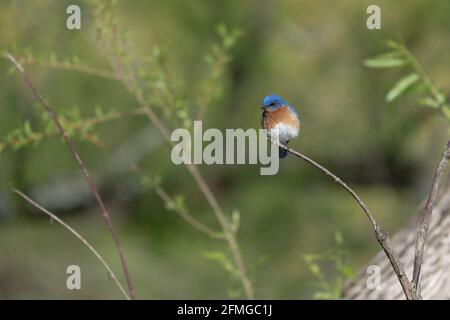 Photo sélective d'un bluebird de l'est perché sur une branche Banque D'Images