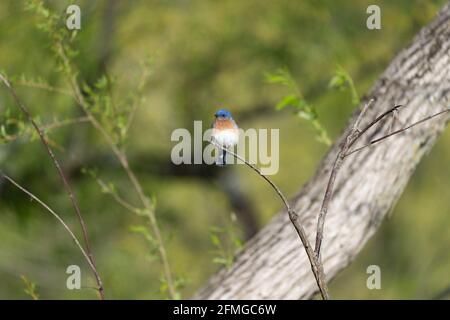 Photo sélective d'un bluebird de l'est perché sur une branche Banque D'Images