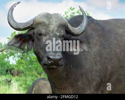 Big Five African Buffalo ou Cape Buffalo (Syncerus caffer) avec un regard de contemplation près du camp de repos Satara, Parc national Kruger, Afrique du Sud Banque D'Images