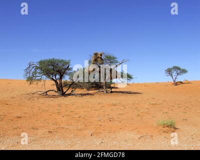 Le Weaver sociable (Philetairus socius) niche dans des Acacia dans le désert de Kalahari, dans la province du Cap Nord, en Afrique du Sud Banque D'Images