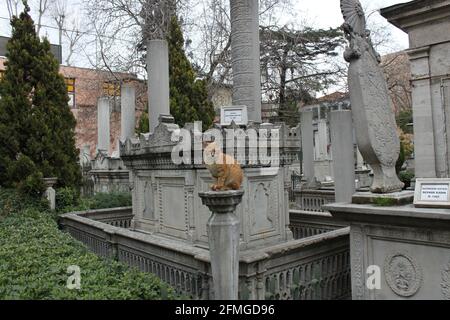 Chat de gingembre posé sur une plinthe dans un cimetière à Istanbul Turquie Banque D'Images