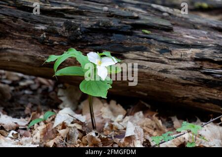 Fleur de trillium blanc (Trillium grandiflorum) Ontario Canada. Le Trillium est la fleur provinciale officielle de l'Ontario au Canada. Banque D'Images