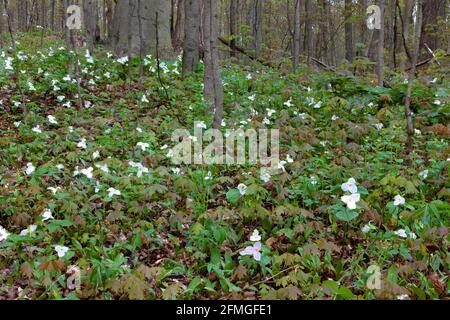 Champ de fleurs de trillium blanc (Trillium grandiflorum). Ontario Canada. Le Trillium est la fleur provinciale officielle de l'Ontario au Canada. Banque D'Images