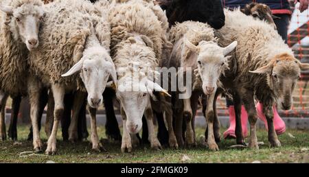 Troupeau de moutons blancs et noirs de race domestique, se broutent dans les enclos à la campagne à la ferme. Longue bannière horizontale avec moutons et béliers. Pâturage des dômes Banque D'Images