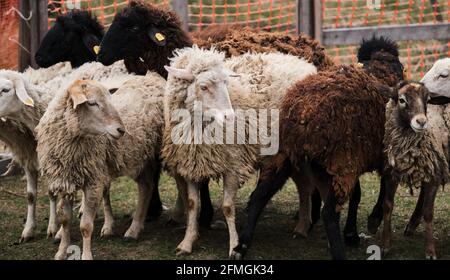 Troupeau de moutons blancs et noirs de race domestique, se broutent dans les enclos à la campagne à la ferme. Longue bannière horizontale avec moutons et béliers. Pâturage des dômes Banque D'Images