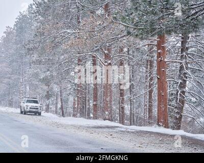 Fort Collins, Colorado, États-Unis - 19 avril 2021 : Toyota 4Runner SUV (modèle 2016 Trail) dans une tempête de neige au printemps dans le canyon de la rivière poudre, au Colorado Banque D'Images