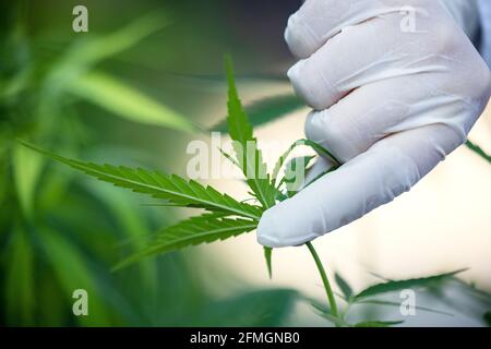 La femme contrôle les plants de marijuana. Champ de chanvre dans le jardin. Concentrez-vous sur les feuilles entre les mains Banque D'Images