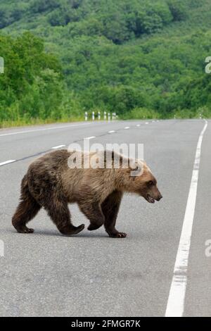 Grand ours brun sauvage dangereux marchant le long de la route asphaltée. Concept: Voyage sur route, aventure, danger pendant le tourisme et le voyage en Russie. Banque D'Images