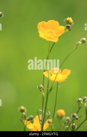 Buttercups dans le citypark Scadrijk à Nijmegen, aux pays-Bas Banque D'Images