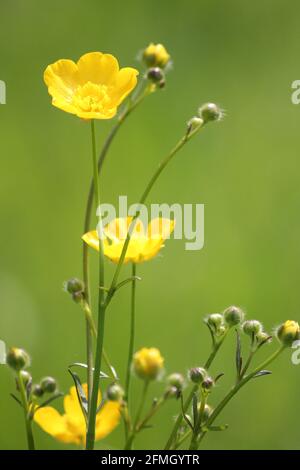 Buttercups dans le citypark Scadrijk à Nijmegen, aux pays-Bas Banque D'Images