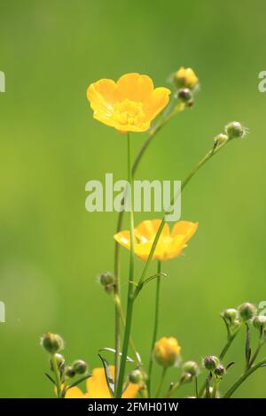 Buttercups dans le citypark Scadrijk à Nijmegen, aux pays-Bas Banque D'Images