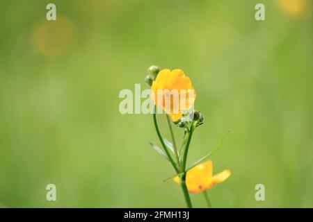 Buttercups dans le citypark Scadrijk à Nijmegen, aux pays-Bas Banque D'Images