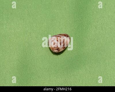 Seashell isolé sur un fond vert Banque D'Images