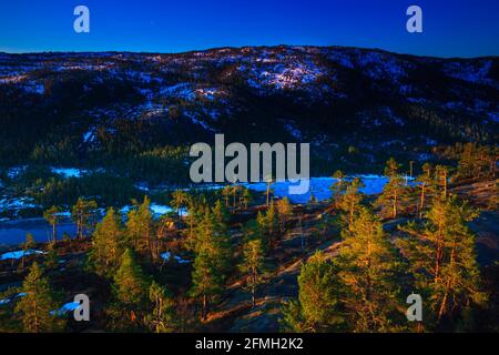 Tôt le matin, lumière sur les pins et sur les collines de Nissedal, Telemark, Norvège, Scandinavie. Banque D'Images