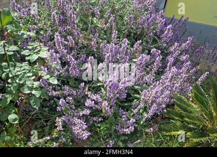 Salvia nemorosa (neige azur) fleurit en Sardaigne, Italie Banque D'Images