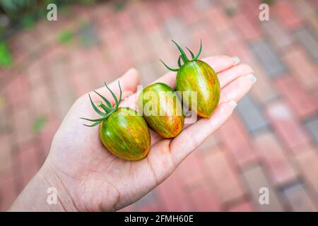 Macro gros plan de la variété verte du groupe de tomates de raisin de trois fruits dans le jardinier de femme moissonnent à la main dans le jardin avec légume mûr rouge orangé Banque D'Images