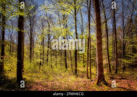 DE - BAVIÈRE: Printemps dans la forêt de Pfannenholz près de Bad Toelz dans la vallée d'Isar (HDR-Photography) Banque D'Images