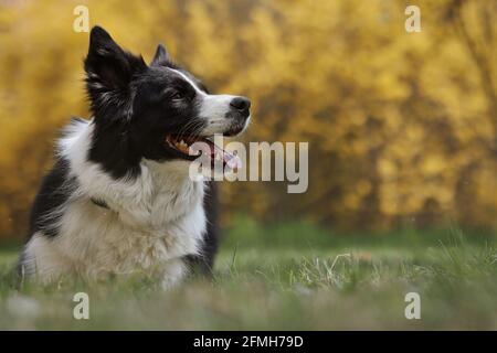 Happy Border Collie regarde à droite dans Spring Park. Le adorable chien noir et blanc se trouve dans l'herbe verte avec un fond à fleurs jaunes. Banque D'Images