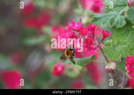 L'arbre Bumblebee Pollinates Red Currant Flower au printemps. Bombus Hypnorum également appelé Nouveau jardin Bumblebee recueille le Nectar de Ribes Sanguineum. Banque D'Images