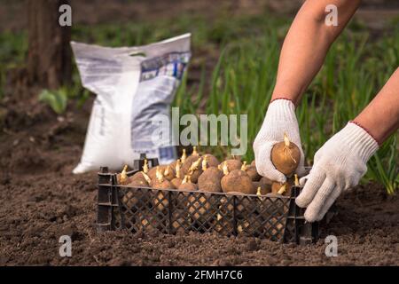 Les mains d'un fermier en gants blancs tiennent une pomme de terre germé tubercule avec pousses vertes sur une boîte noire de pommes de terre graines sur le fond d'un sac de f Banque D'Images