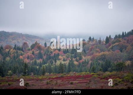 Sentier Bear Rocks avec vue sur l'automne forêt montagneuse paysage de crête à Dolly sods, Virginie-Occidentale avec feuillage rouge coloré et arbres avec nuageux Banque D'Images