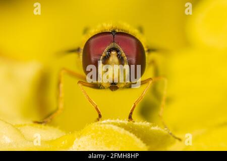 Vue de face d'un aéroglisseur (syrphide Fly) reposant sur quelques feuilles jaunes, ses grands yeux rouges composés étant le principal foyer. Banque D'Images