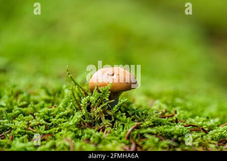 Gros plan macro vue latérale d'un seul boletus orange sauvage Champignons poussant sur la mousse verte dans Spruce Knob Huckleberry Trail Dans l'avant-scène nationale Monongahela Banque D'Images