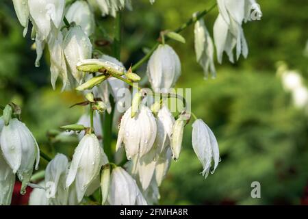 Beau gros plan blanc Yucca filamentosa fleurs de brousse mouillées avec de la rosée ou des gouttes de pluie fleurir dans le jardin arrière-cour le jour d'été brillant. Cour Banque D'Images